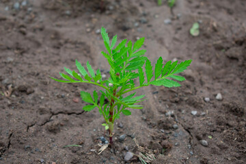 planta creciendo