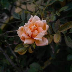 Beautiful orange rose flower blooming in branches of plant growing in garden, gardening background, nature photography