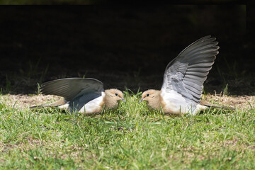 Mouning dove chicks threatening each other with wings raised as a threat gesture on back yard under trailer
