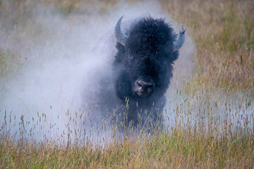 An angry looking bison running through a cloud of dust © michael