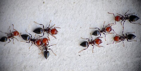 Black and red ants on metal surface. Macro detail, sunny day. Munilla, La Rioja, Spain.