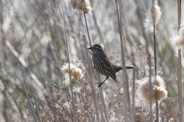 Female Red Winged Blackbird on bullrushes
