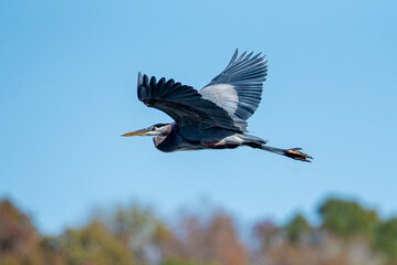 A Great Blue Heron soaring through the air.
