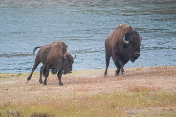 a couple of bison hustling across a prairie © michael