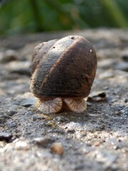 a snail hidden in the house