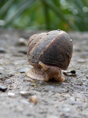 the snail checks the environment with one eye