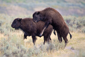 Obraz na płótnie Canvas two young bison playing around
