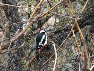 woodpecker on a tree