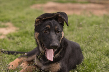 Black German Shepherd puppy playing in the grass in a country house