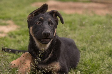 Black German Shepherd puppy playing in the grass in a country house