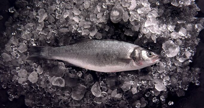 SLOW MOTION Overhead flat lay, raw salmon trout fish falling on a pile of ice. Shot with high speed camera, 420 FPS