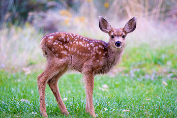 A beautiful baby deer looking up from eating