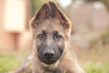 German shepherd puppy playing in the grass in a country house
