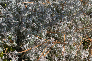 Gray moss in a forest glade, illuminated by the rays of the sun. Moss texture. Horizontal photo. 