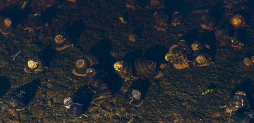 Molluscs with shells underwater in the coastal area. Horizontal photo. 