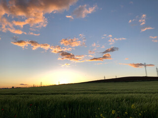 Fototapeta premium CAMPOS DE FLORES PRIMAVERA SALAMANCA