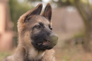 German shepherd puppy playing in the grass in a country house