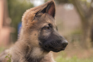 German shepherd puppy playing in the grass in a country house