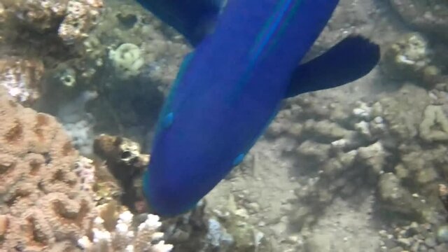Parrot-fish is named due to its beak-like dental bone with strong teeth and brilliant coloration patters, it inhabits coral reefs together with other exotic fish including anemones and domino