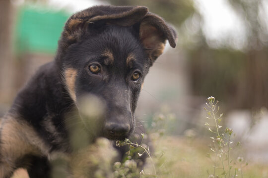 Black German Shepherd puppy playing in the grass in a country house