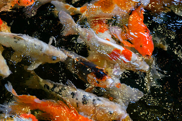 Obraz na płótnie Canvas A flock of colored koi carps near the surface.