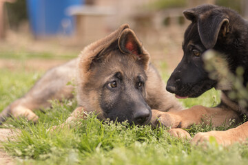 Couple of german shepherd puppies playing in the grass in a country house