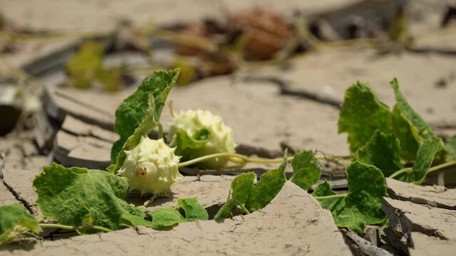 Plant in a dry and cracked soil in a desert in South America. 4K Video footage