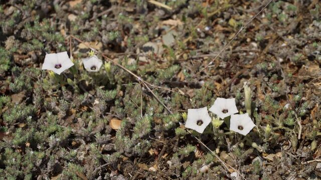 Resistant flowers in a desert in Peru, South America
