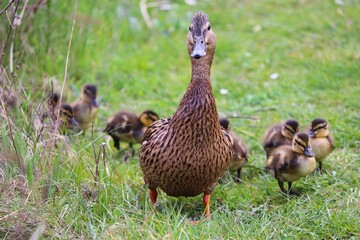 Stockente mit Küken auf der Wiese