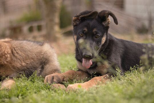 Couple of german shepherd puppies playing in the grass in a country house