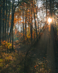 Obraz premium Forest during autumn with sun shining