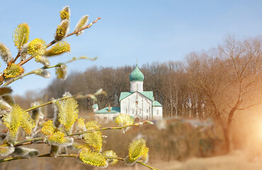 blooming willow branches on background of orthodox church. Spring seasonal rustic landscape. Palm Sunday, religion holiday.