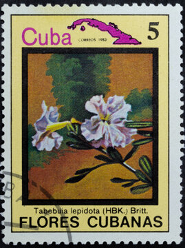 Postage stamp of 'Tabebuia lepidota' printed in Republic of Cuba. Series 'Flowers of Cuba - Flores Cubanas', 1983