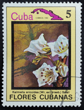 Postage stamp of 'Kalmiella ericoides' printed in Republic of Cuba. Series 'Flowers of Cuba - Flores Cubanas', 1983