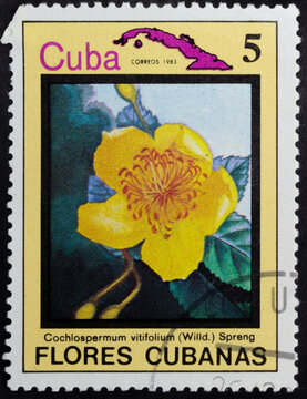 Postage stamp of 'Cochlospermum vitifolium' printed in Republic of Cuba. Series 'Flowers of Cuba - Flores Cubanas', 1983