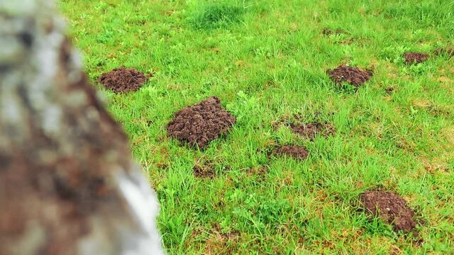 Mole holes in the garden during spring