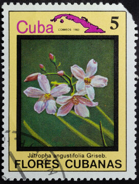 Postage stamp of 'Jatropha angustifolia' printed in Republic of Cuba. Series 'Flowers of Cuba - Flores Cubanas', 1983