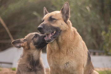 German Shepherd puppy licking his mother