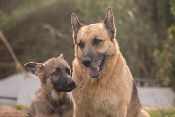 Pair of German Shepherd puppies playing with their mother side by side on the lawn of a country house