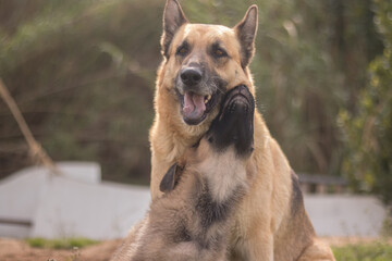 Pair of German Shepherd puppies playing with their mother side by side on the lawn of a country...