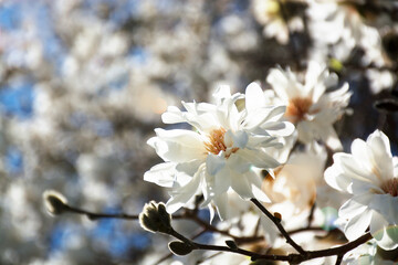 Beautiful white magnolia flowers on branches on blue sky. Selective focus