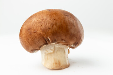 boletus edulis mushroom