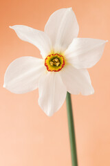 white narcissus isolated