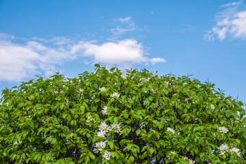 Fototapeta na wymiar Apple tree branches with white flowers on a background of blue cloudy sky.