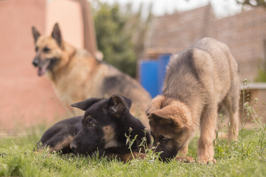 Couple of german shepherd puppies playing in the grass in a country house