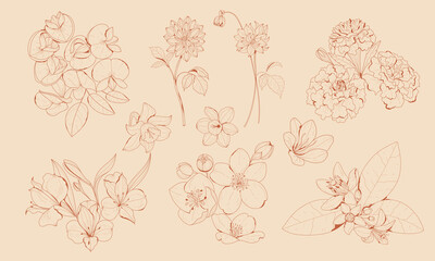 Botanical illustration of flowers. Vector illustration. Botany