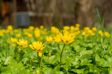 Jaskier wiosenny, ziarnopłon wiosenny, żółty kwiatek, 