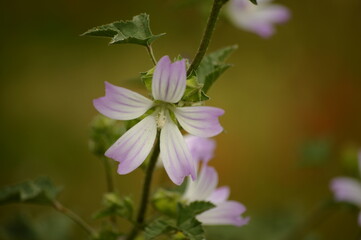 Beautiful purple flower in the wild