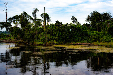 Paisagem do rio com a floresta e uma vegeta&ccedil;&atilde;o de flores amarelas sobre a &aacute;gua.