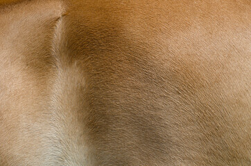 Close up of fur of a Haflinger horse